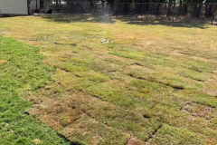 springscapes-tx-2026_image-15